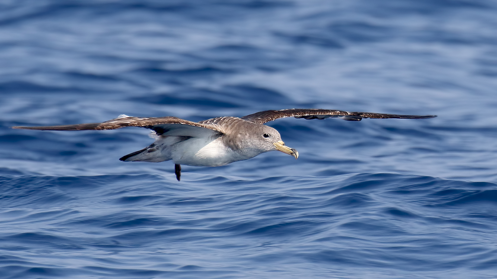 Cory's Shearwater